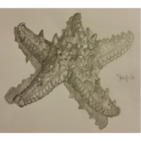 Monday starfish
