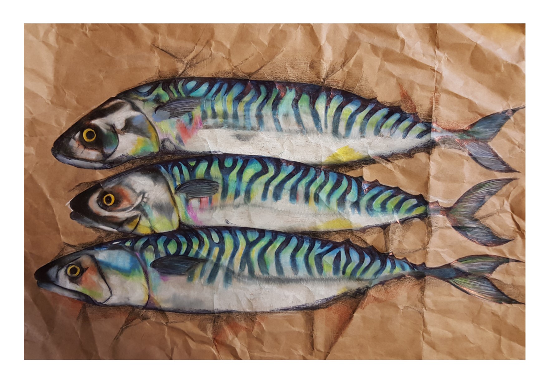 mackerel on brown paper preliminary sketch